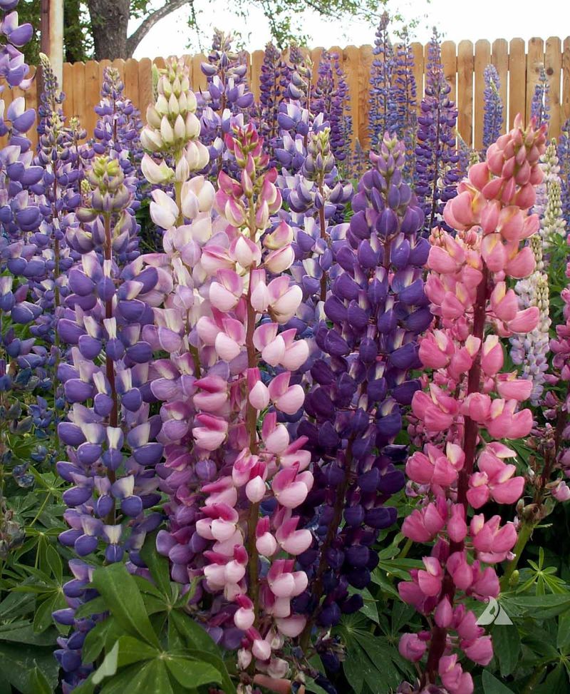 Lupine (Lupinus)