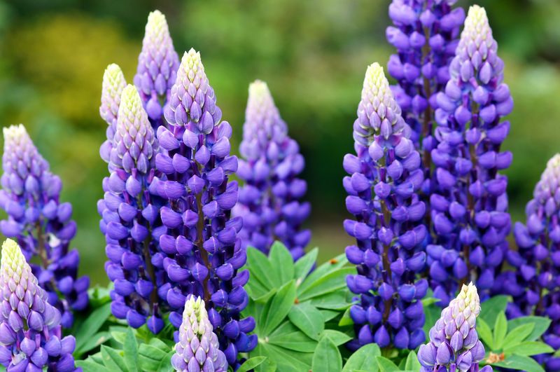 Lupines