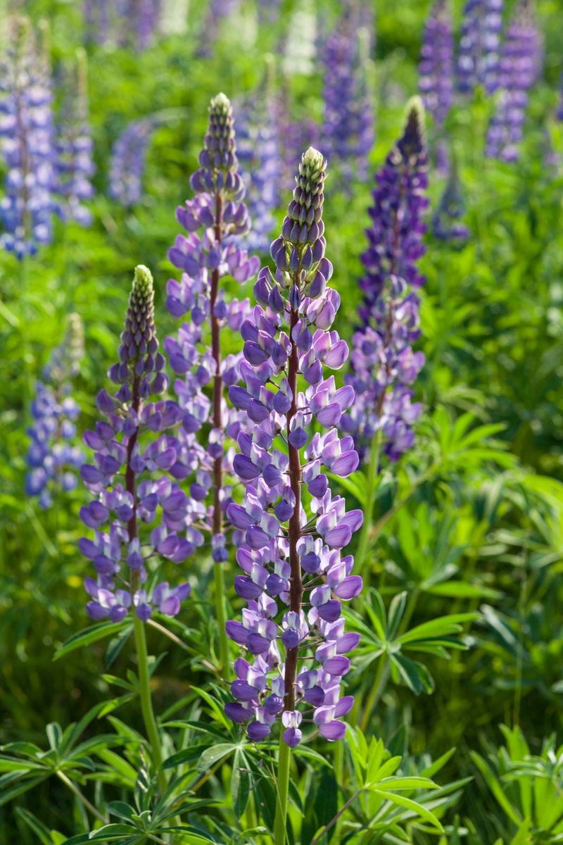 Lupines