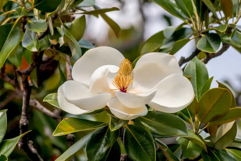 Magnolia