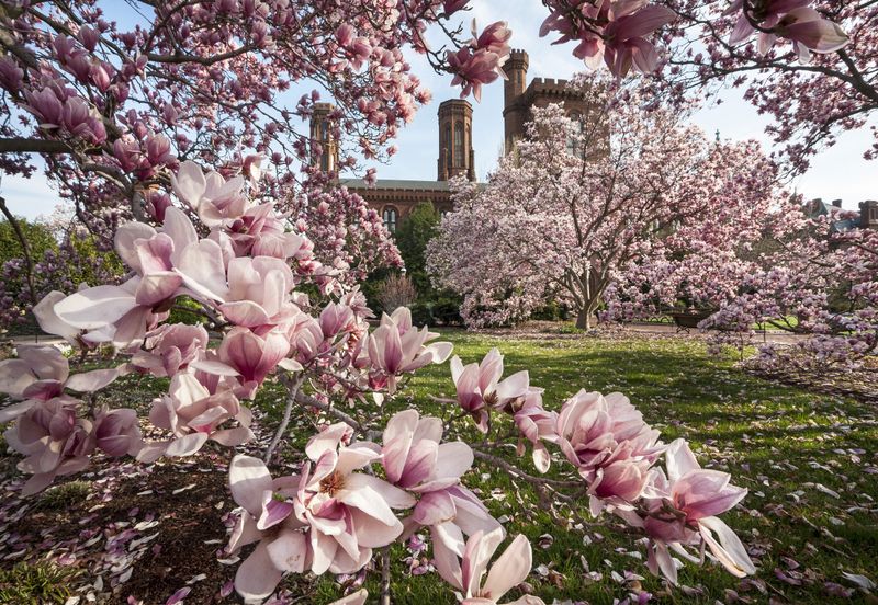 Magnolia