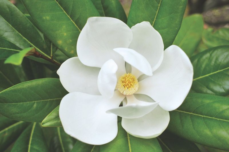 Magnolia