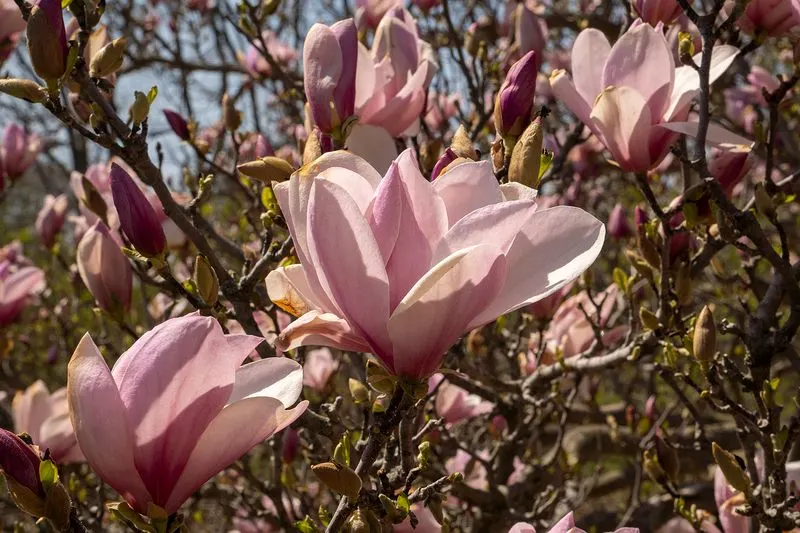 Magnolia