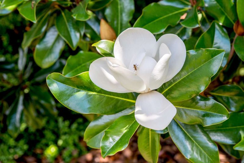 Magnolia