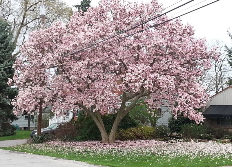 Magnolia Tree