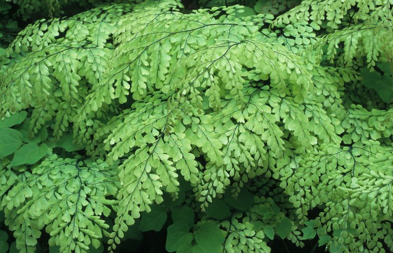 Maidenhair Fern