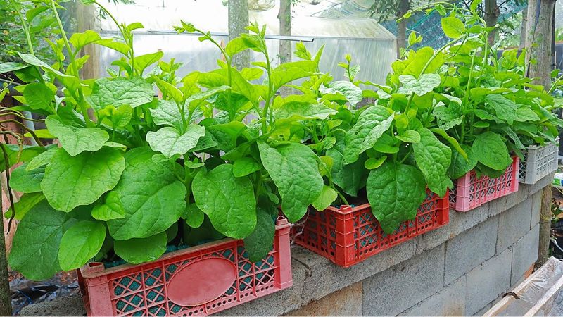 Malabar Spinach