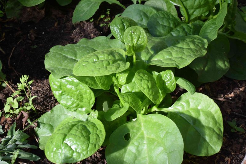 Malabar Spinach