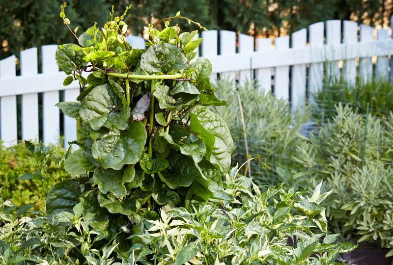 Malabar Spinach