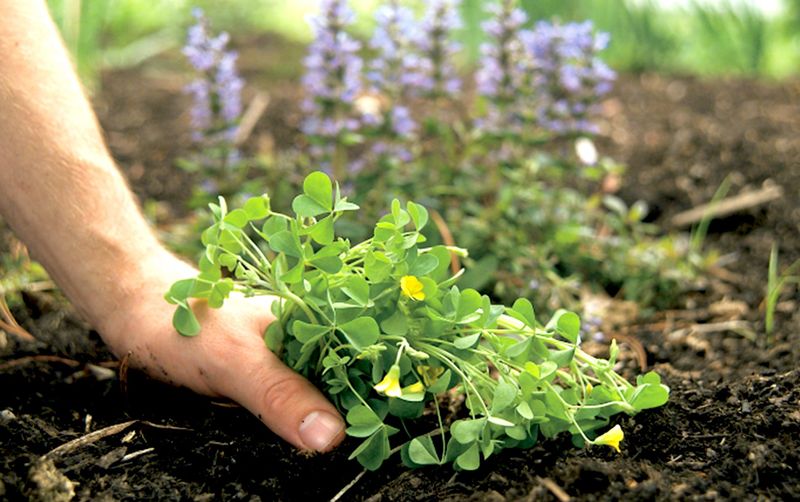 Manage Weeds Naturally