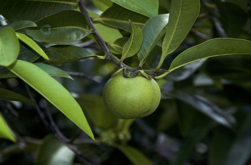 Manchineel Tree