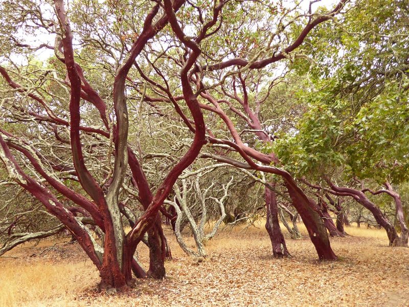 Manzanita