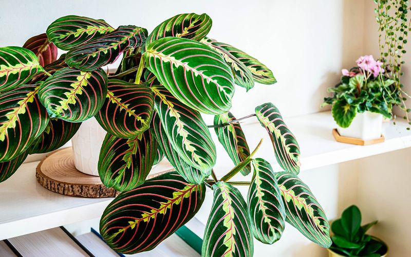 Maranta Leuconeura (Prayer Plant)