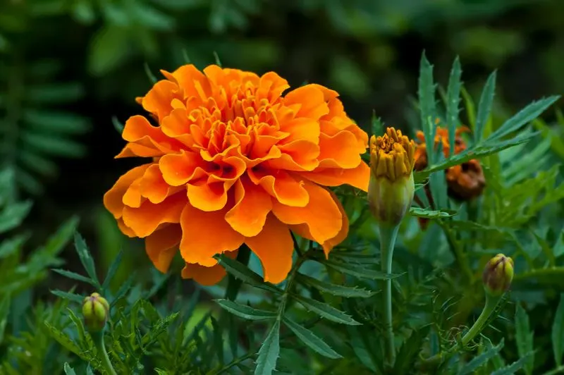 Marigold