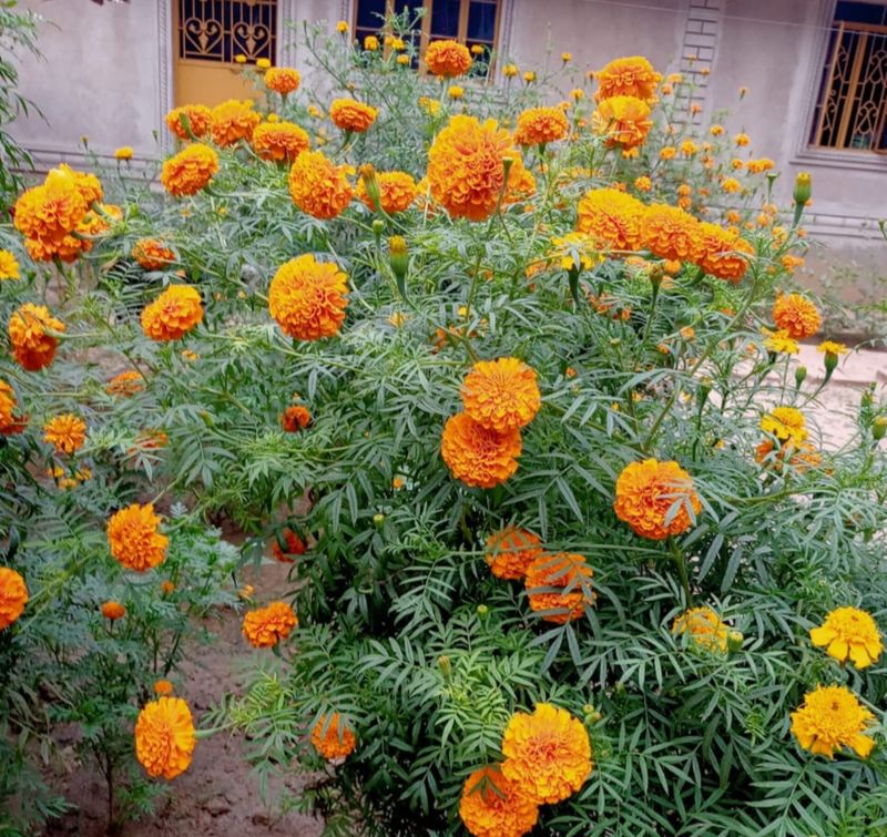 Marigold