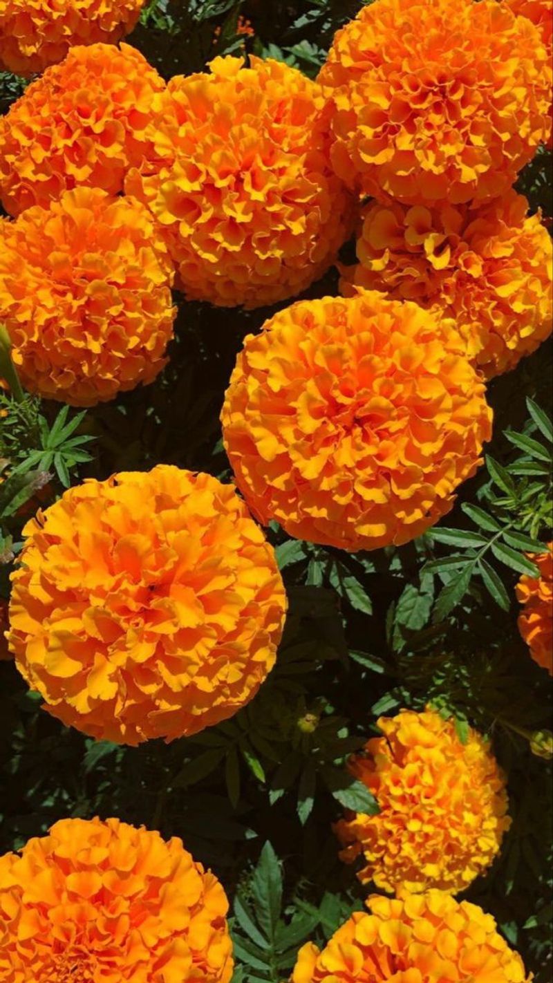 Marigold