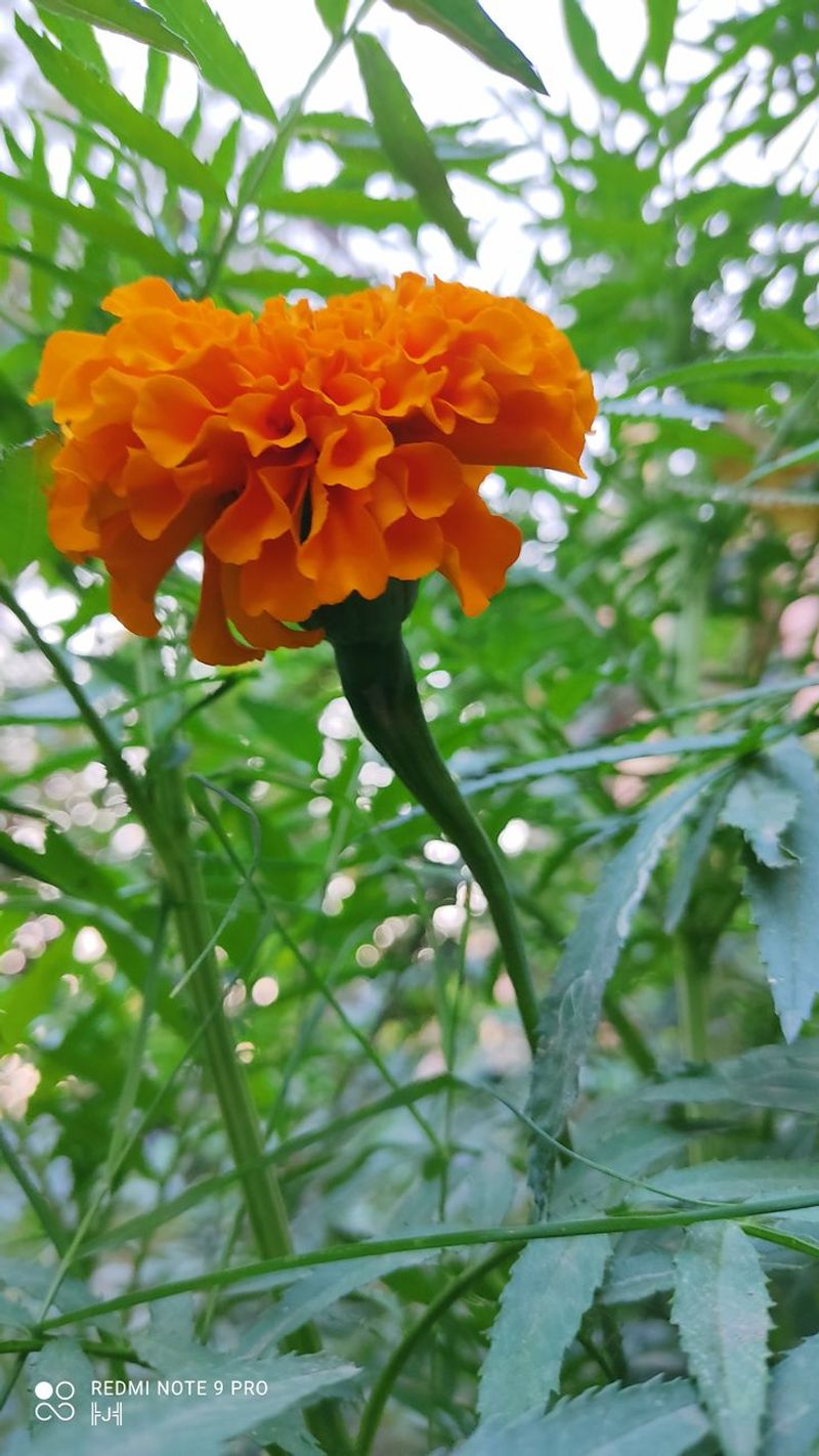 Marigold (Tagetes)