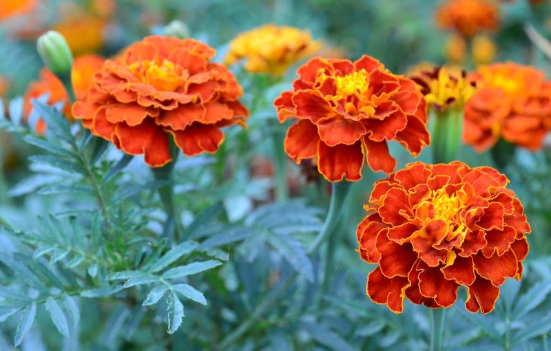 Marigolds