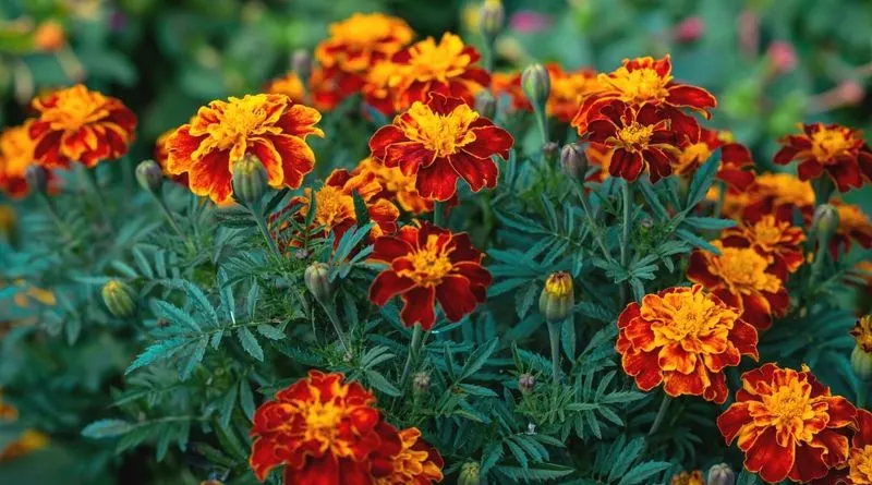 Marigolds