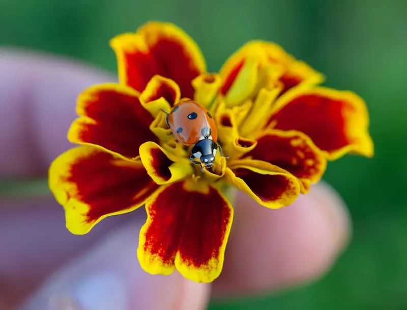 Marigolds