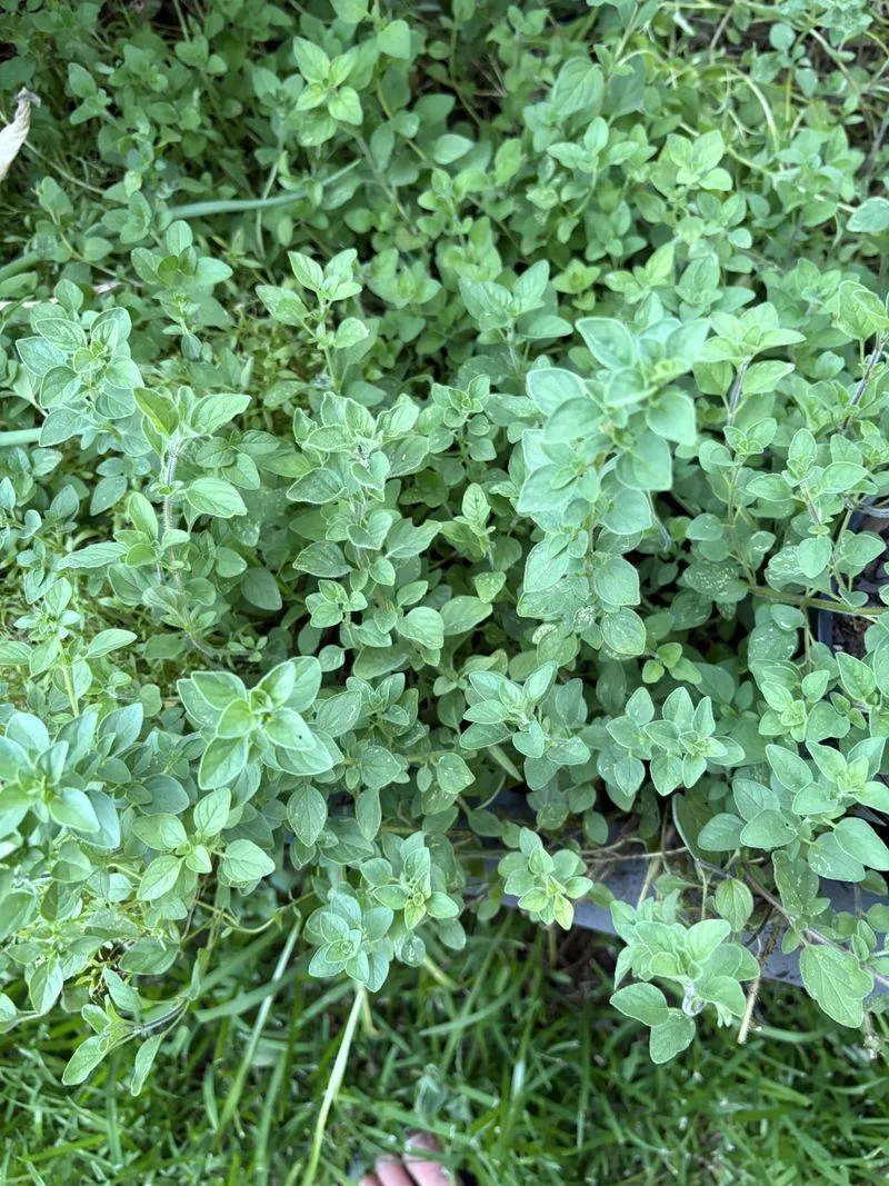 Marjoram