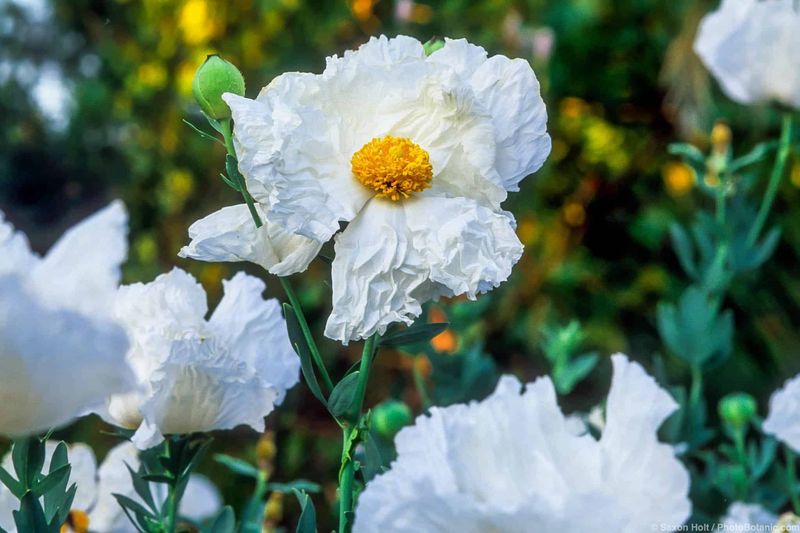 Matilija Poppy