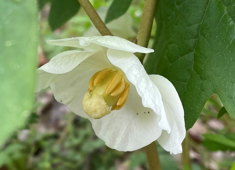 Mayapple