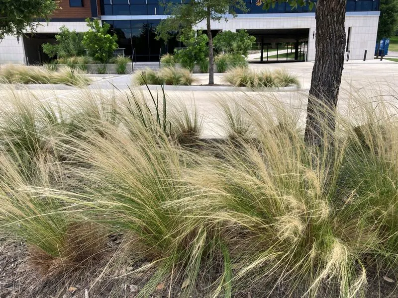 Mexican Feathergrass