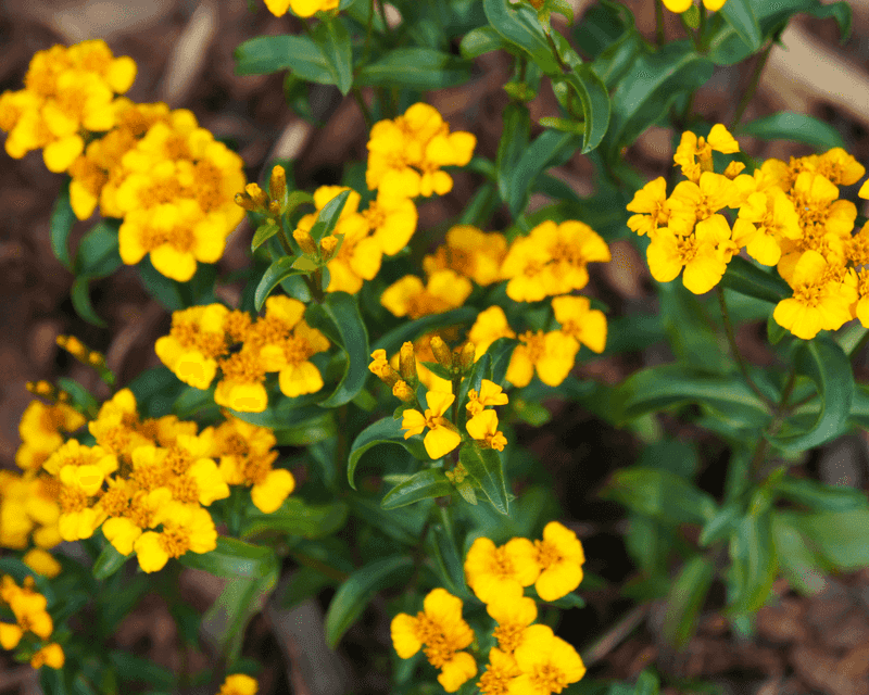 Mexican Mint Marigold