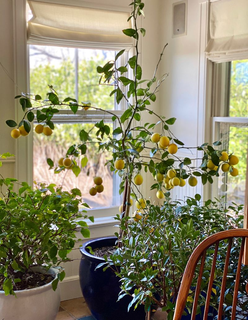 Meyer Lemon Tree