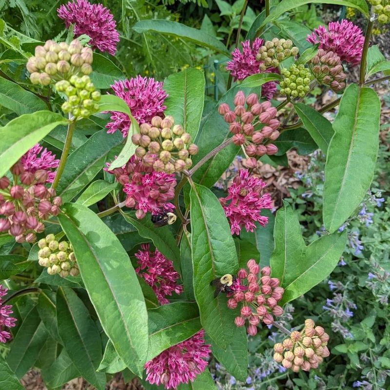 Milkweed