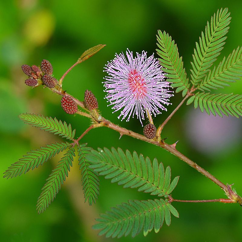 Mimosa Pudica