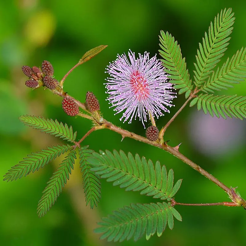 Mimosa Pudica