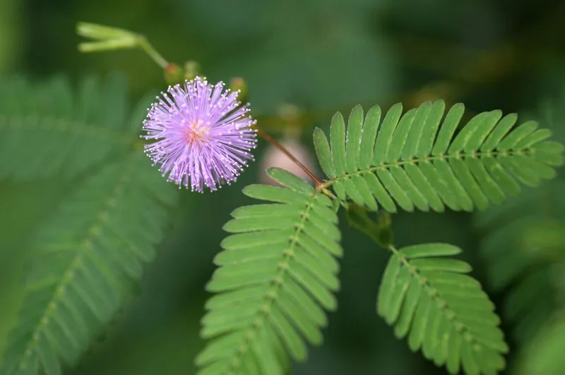 Mimosa Pudica (Sensitive Plant)