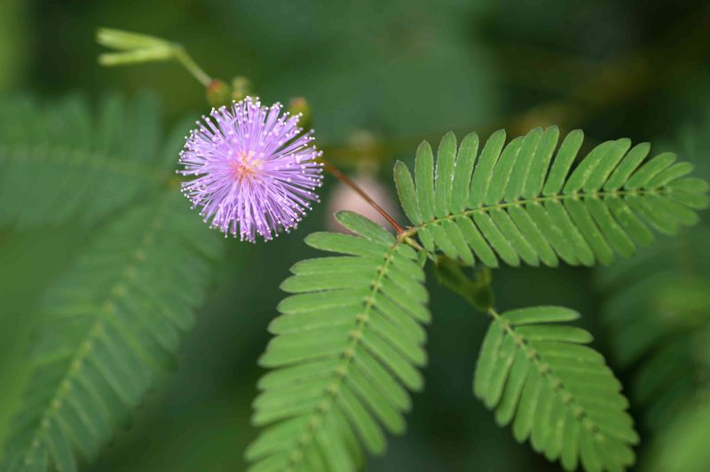 Mimosa Pudica