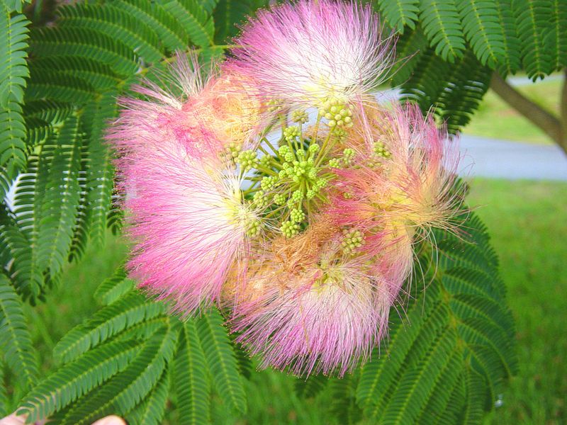 Mimosa Tree