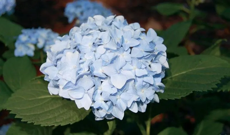 Mini Penny Hydrangea