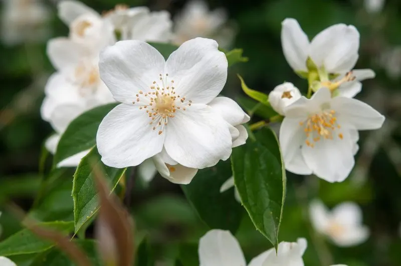 Mock Orange