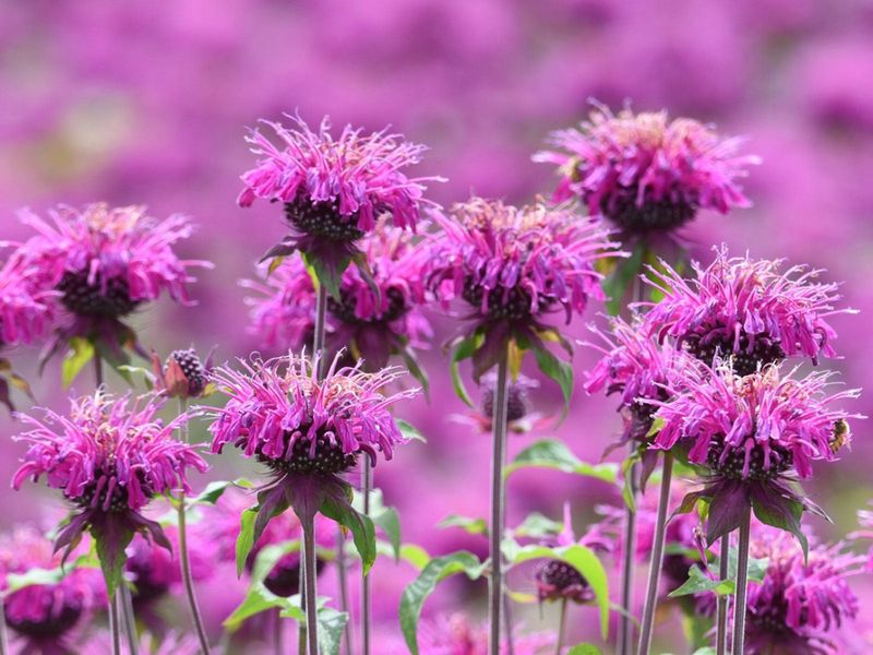 Monarda (Bee Balm)