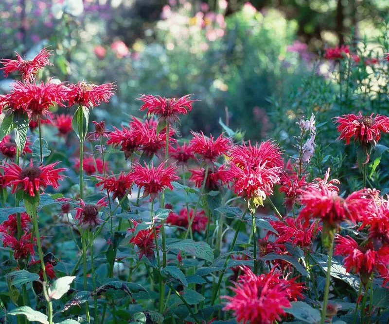 Monarda