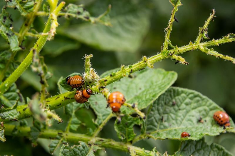 Monitor Pests and Diseases