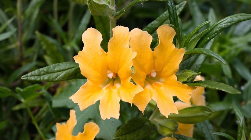 Monkey Flower