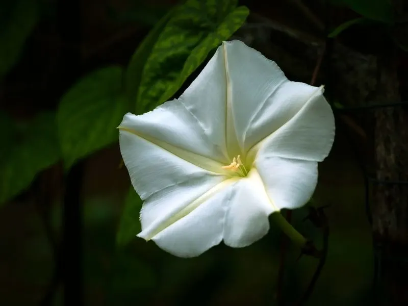 Moonflower