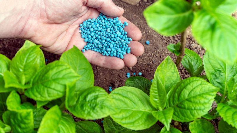 More Fertilizer Means Better Growth