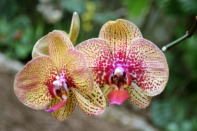 Moth Orchid (Phalaenopsis)