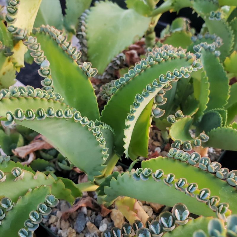 Mother of Thousands