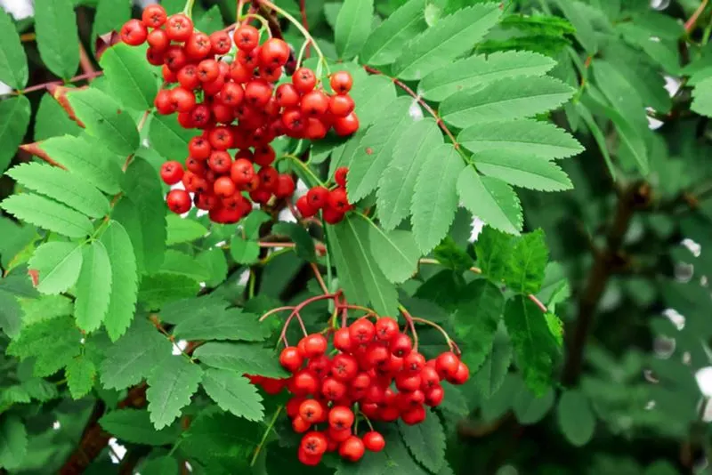 Mountain Ash (Sorbus aucuparia)