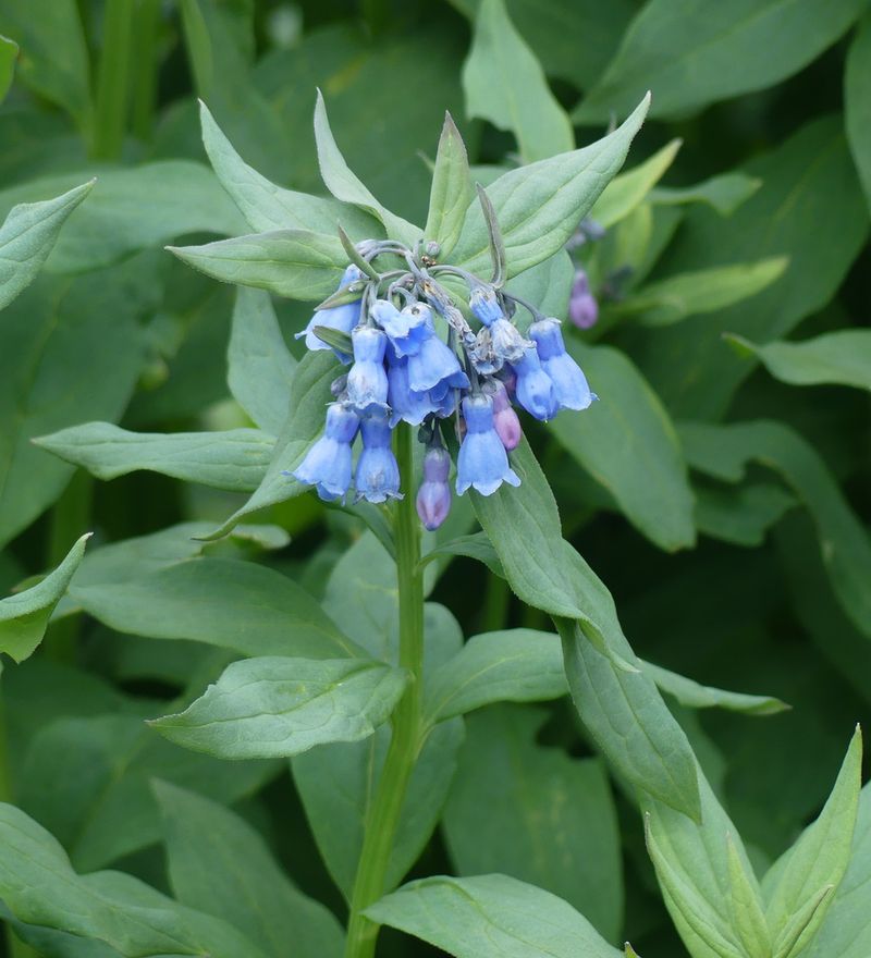 Mountain Bluebell