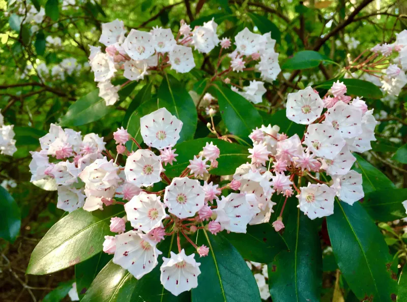 Mountain Laurel