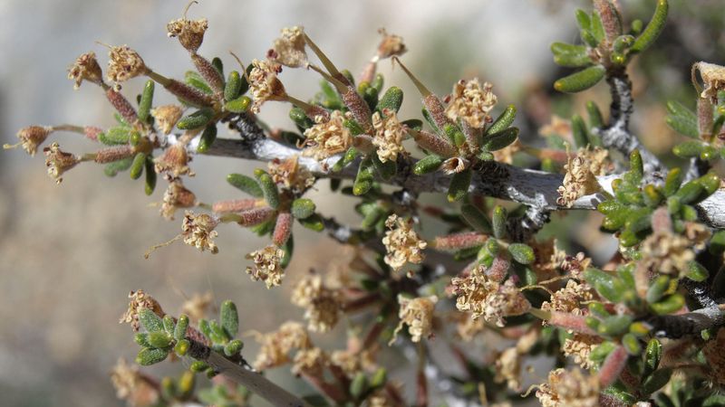 Mountain Mahogany